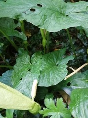 Arum maculatum