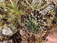 Euphorbia crassipes