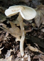 Amanita submaculata