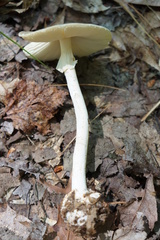 Amanita submaculata