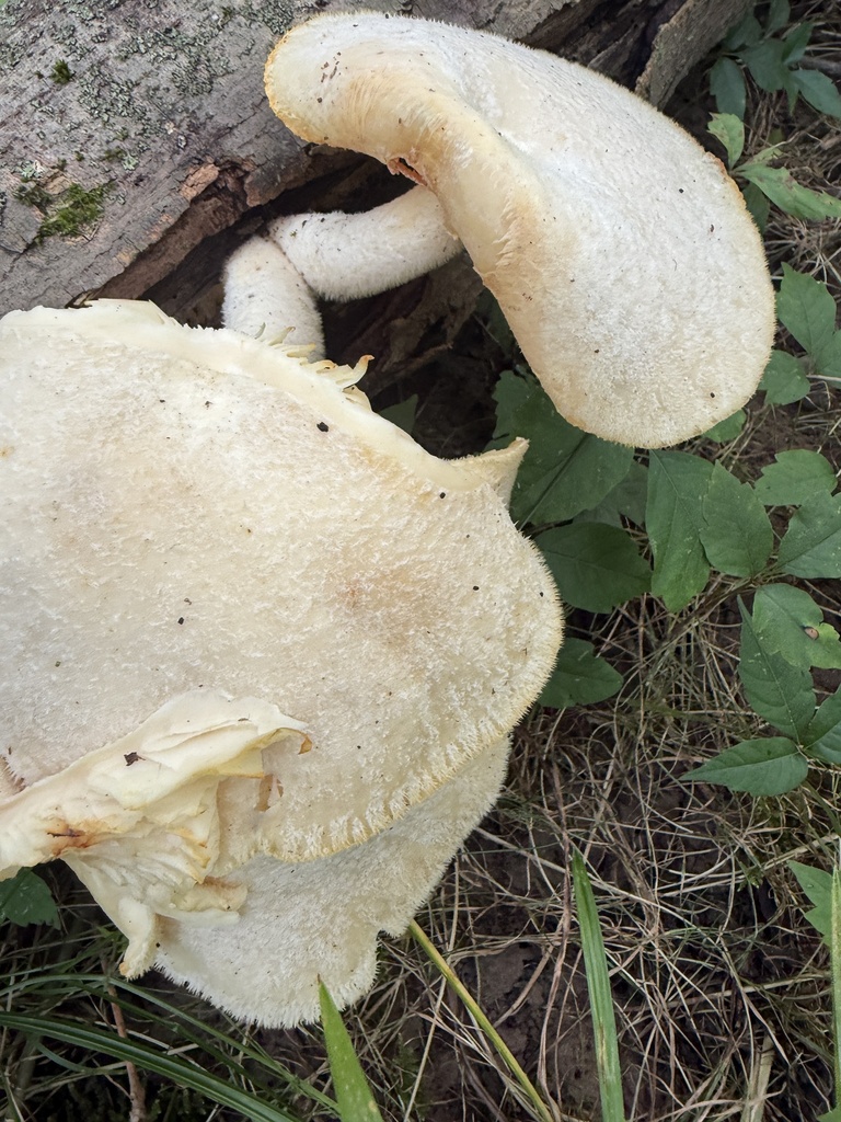 Lynx Paw Oyster · July 2026 · photo: Photo: (c) Summit Metro Parks, some rights reserved (CC BY-SA) · iNaturalist