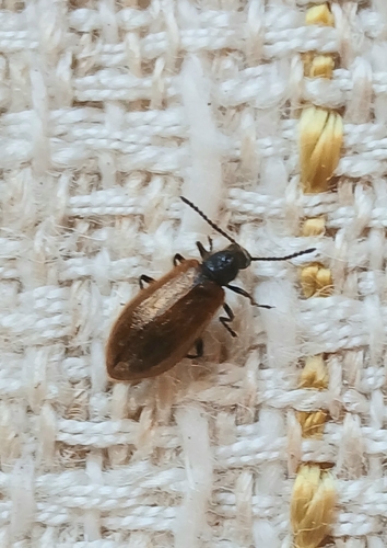 Rough-haired Lagria Beetle