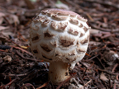 Šiurkščioji žvynoklė nuotrauka