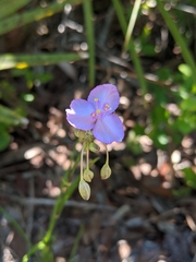 Callisia ornata