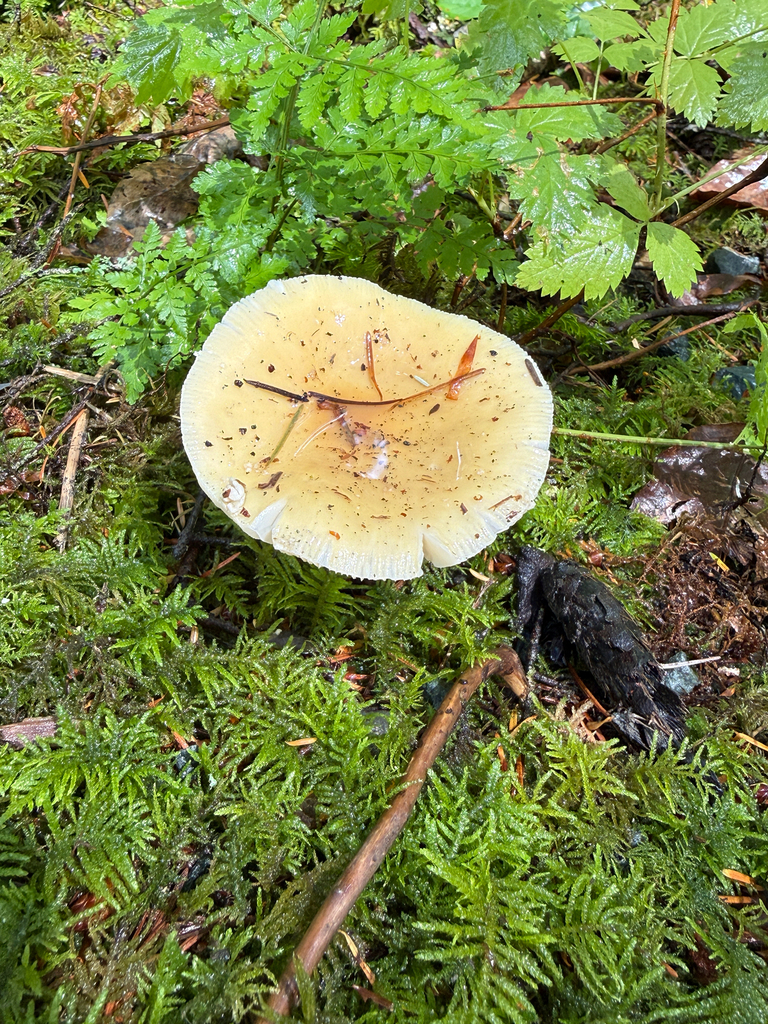 Breckon's False-Ring Amanita · July 2026 · photo: Photo: (c) zaneotic, some rights reserved (CC BY) · iNaturalist