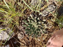 Euphorbia crassipes
