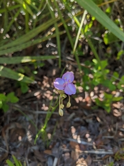 Callisia ornata
