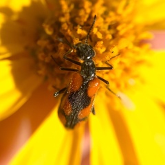 Eupompha elegans