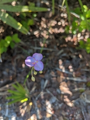 Callisia ornata