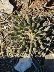 Euphorbia crassipes