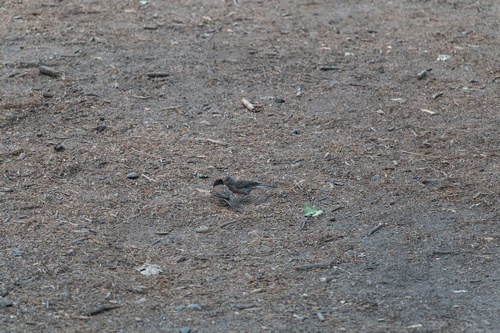 iNaturalist observation photo of Dark-eyed Junco
