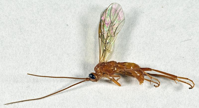 Homolobus truncator