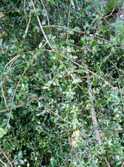 Coprosma propinqua propinqua