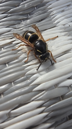 Norwegian Wasp