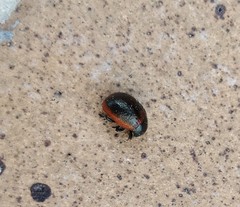 Chrysolina rossia