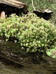 Sedum ternatum