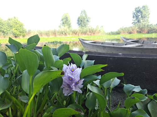 common water hyacinth