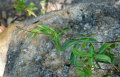 Desmodium incanum image