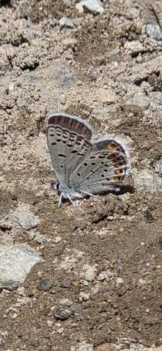 iNaturalist observation photo of Lupine Blue