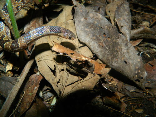 Photo of a Blotched Hooknose Snake (Ficimia publia)