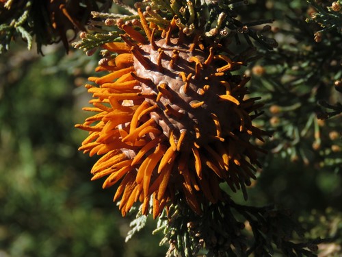 Cedar-apple rust