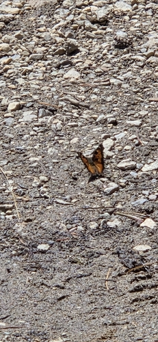iNaturalist observation photo of California Tortoiseshell