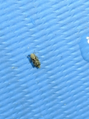 Errastunus ocellaris