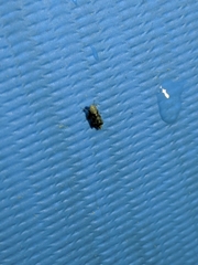 Errastunus ocellaris