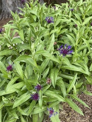 Centaurea montana