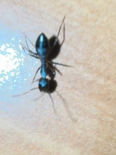 Indian Black Ant