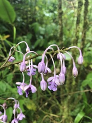 Epidendrum pseudoschumannianum