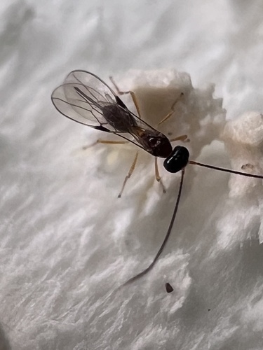 Phaenocarpa picinervis
