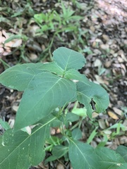 Ruellia drummondiana