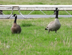 Branta canadensis occidentalis
