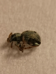 Pseudomyllocerus schwarzi
