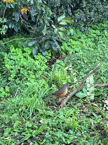 Rufous-bellied Thrush