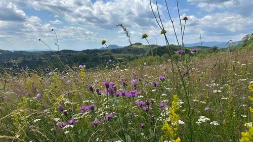 Lady's Bedstraw