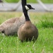 Dusky Canada Goose - Photo (c) nmrvelj, some rights reserved (CC BY-NC)