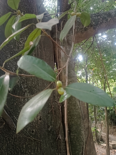 Ficus drupacea observed 2026-07-30