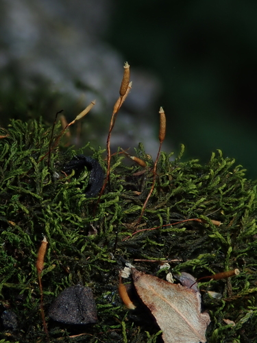 Leskea polycarpa observed 2026-07-28