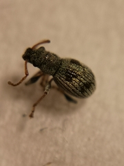 Pseudomyllocerus schwarzi