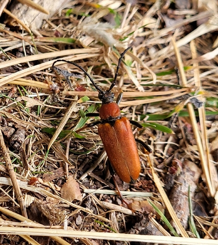 Red Pine Longhorn Beetle