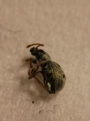 Pseudomyllocerus schwarzi