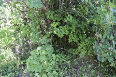 Ribes meyeri, photograph Dr. Alexey Yakovlev, CC BY, iNaturalist via GBIF