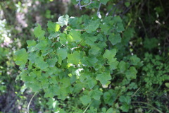 Ribes meyeri, photograph Dr. Alexey Yakovlev, CC BY, iNaturalist via GBIF