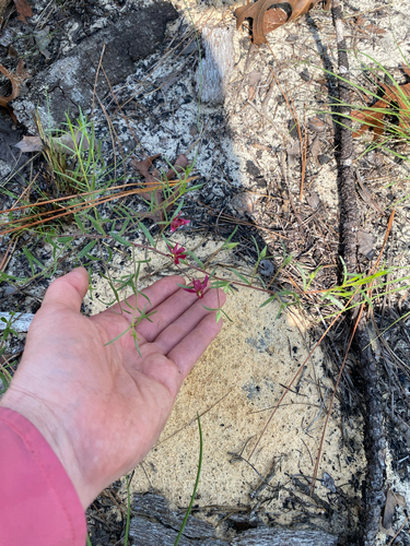 Krameria lanceolata, photograph 6