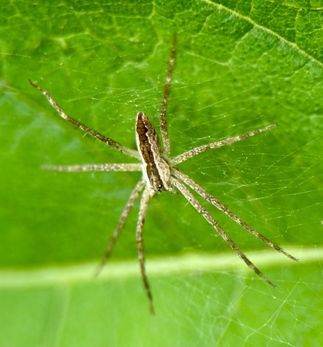 American Nursery Web Spider