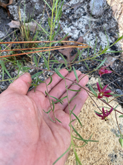 Krameria lanceolata, photograph author not stated, no rights reserved