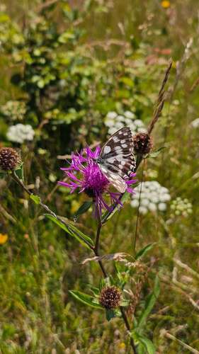 Marbled White