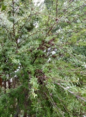 Kunzea robusta